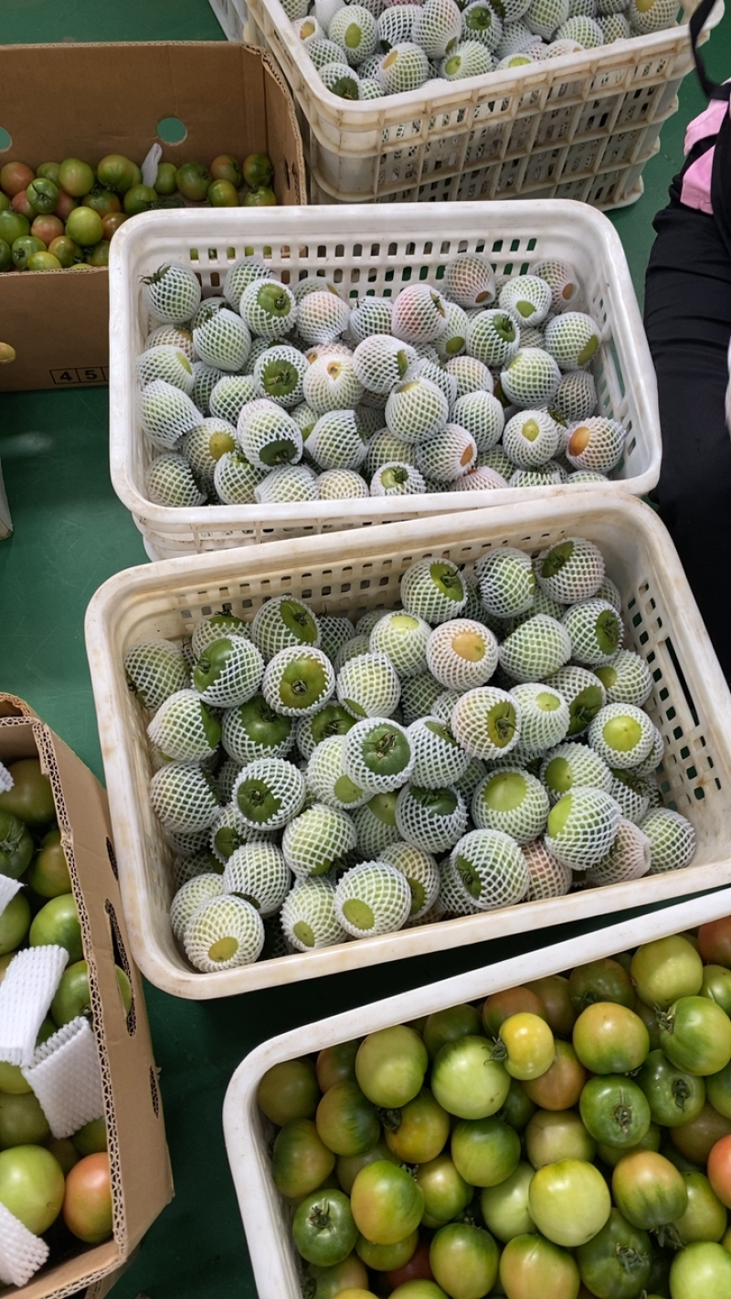 盘锦碱地柿子