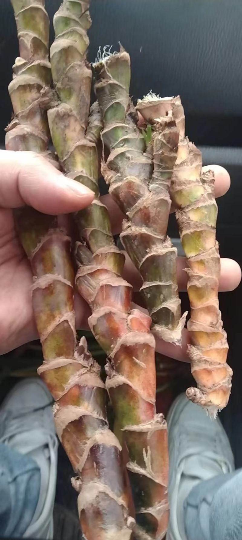 石菖蒲苗子