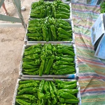 301泡椒大棚鲜辣椒泡椒夏邑鲜辣椒河南泡椒