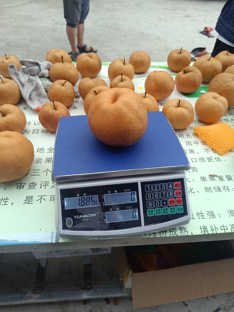 重庆奉节黄梨奉渝梨上市了，黄皮溥，肉化渣，糖度高，一手货