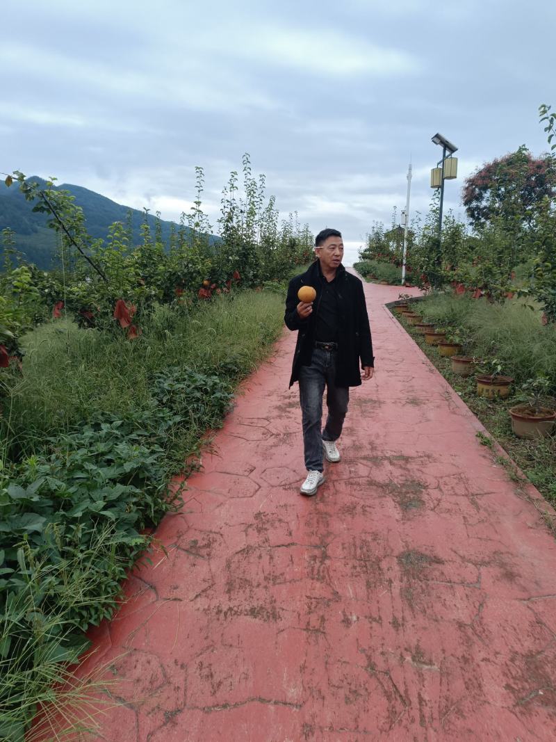 重庆奉节黄梨奉渝梨上市了，黄皮溥，肉化渣，糖度高，一手货