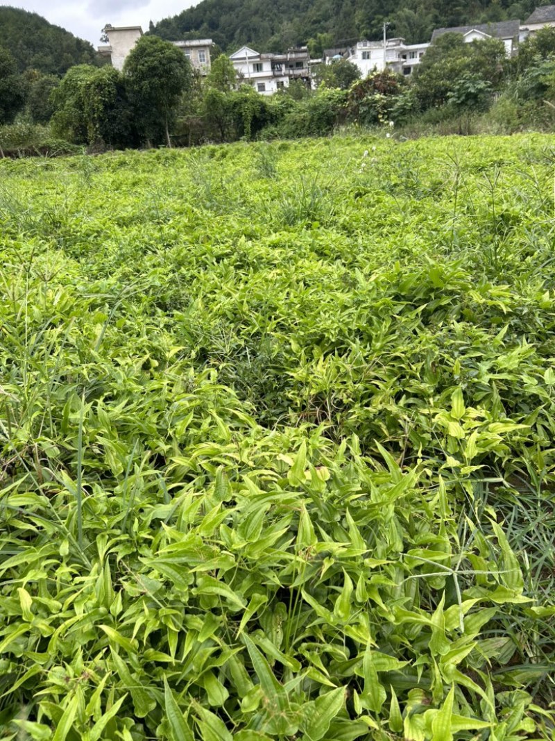 百部苗出售