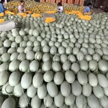 山东寿光晓蜜25大量供应网好糖度高量大从优