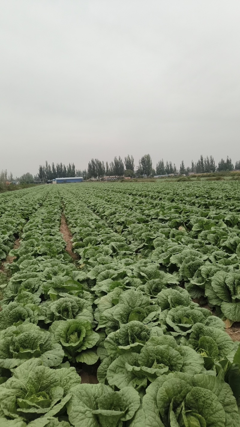 【白菜】宁夏精品大白菜百亩基地产地直发地头拉货