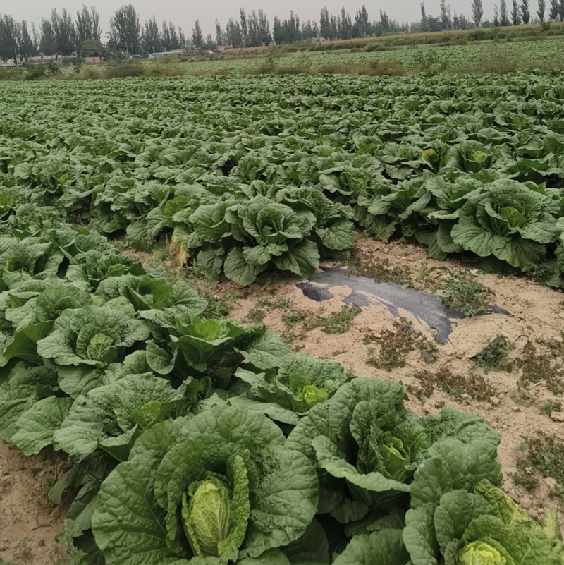 宁夏白菜百亩基地货源充足欢迎电话联系保质保量