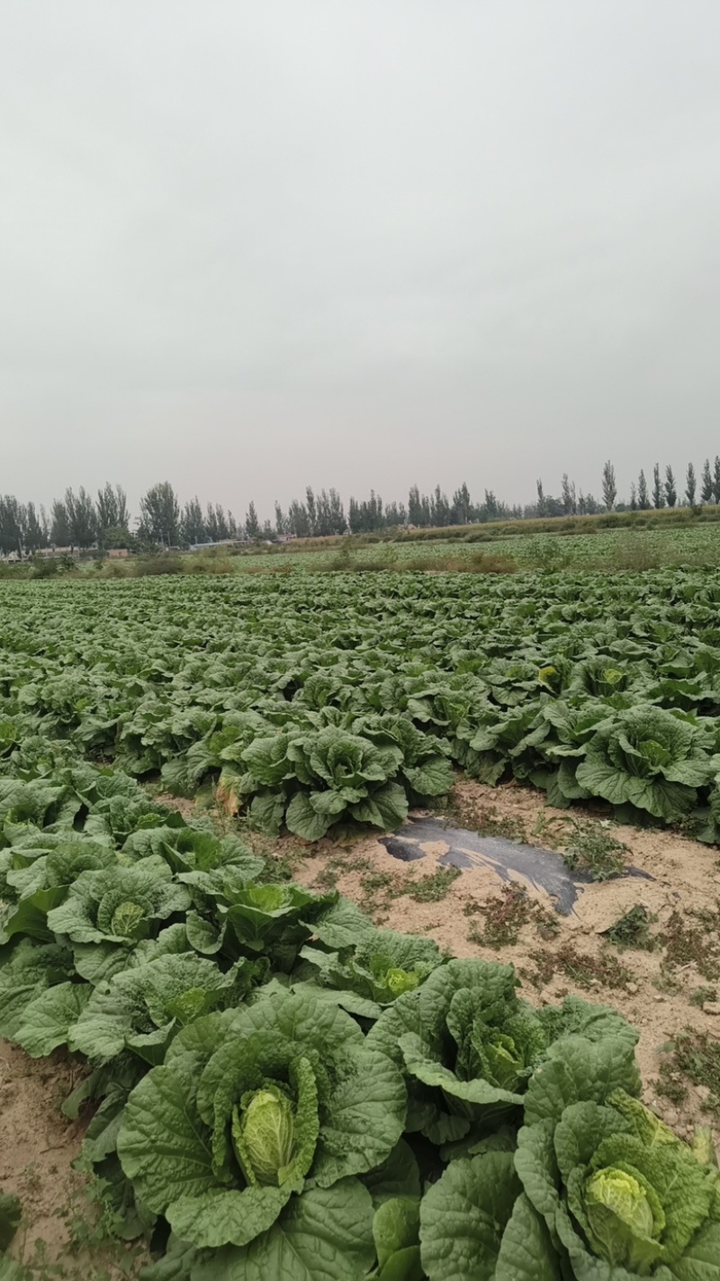 宁夏白菜百亩基地货源充足欢迎电话联系保质保量