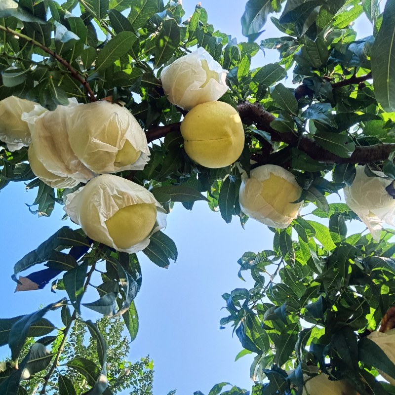 中华寿桃