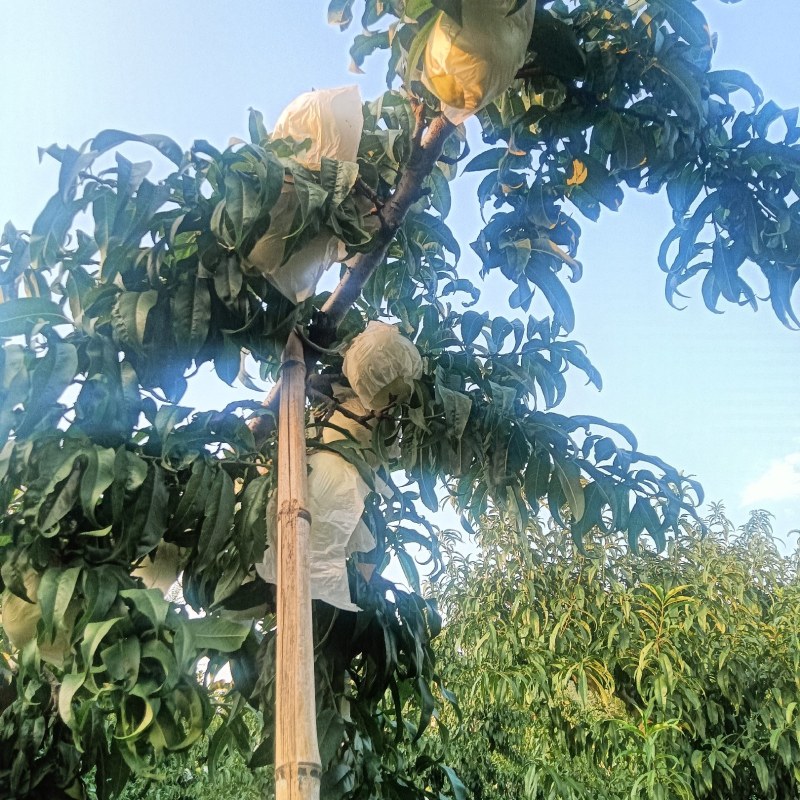 中华寿桃