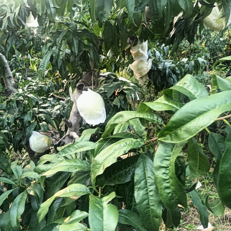 中华寿桃