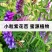果园绿肥种子光叶紫花苕长柔毛野豌豆毛苕子养蜂蜜源植物厂家