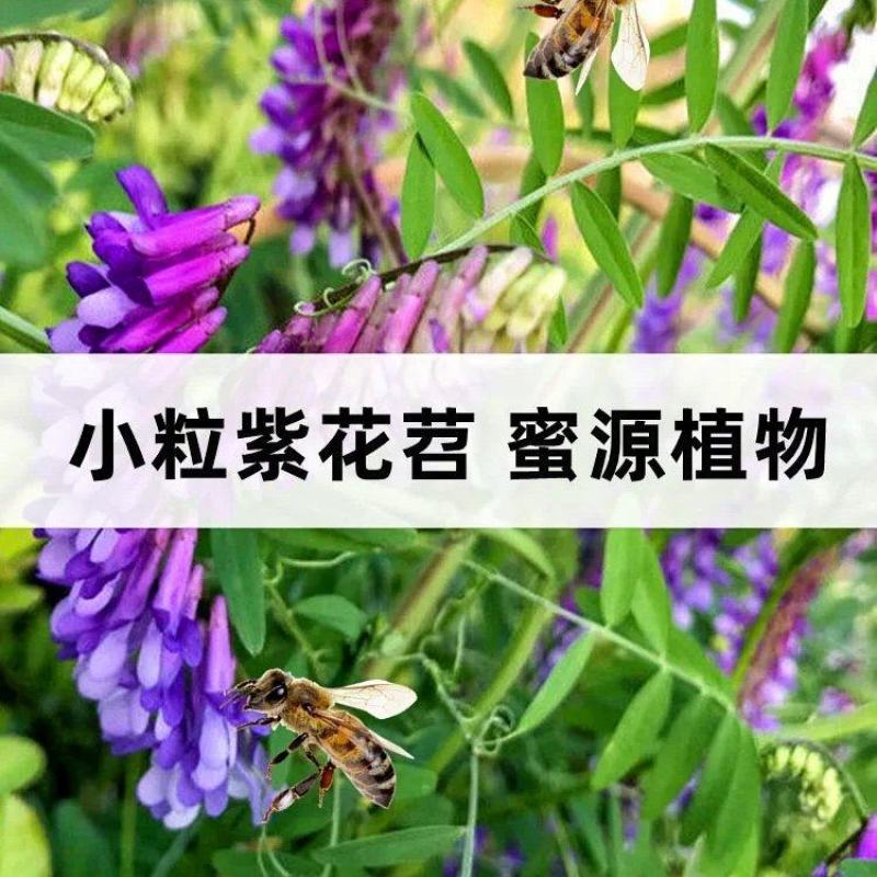 果园绿肥种子光叶紫花苕长柔毛野豌豆毛苕子养蜂蜜源植物厂家