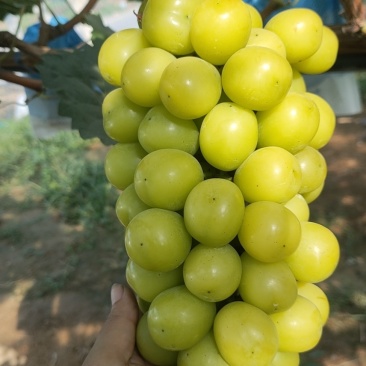 阳光玫瑰葡萄