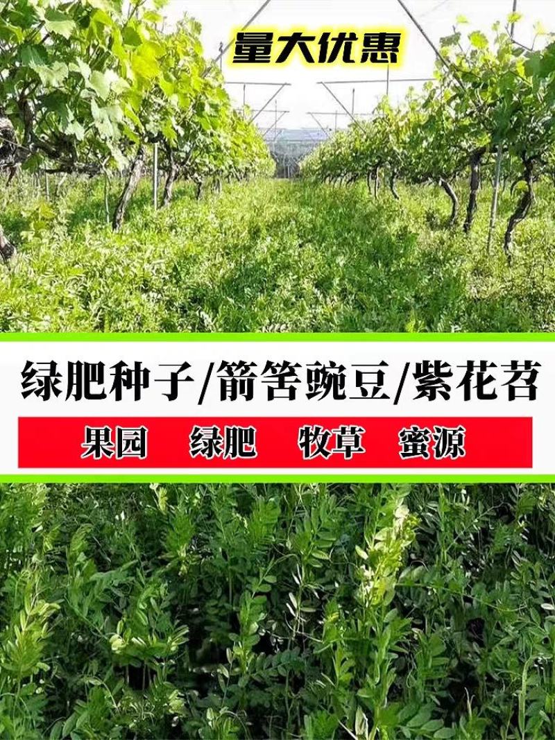 果园绿肥种子光叶紫花苕长柔毛野豌豆毛苕子养蜂蜜源植物厂家