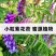 果园绿肥种子光叶紫花苕长柔毛野豌豆毛苕子养蜂蜜源植物厂家