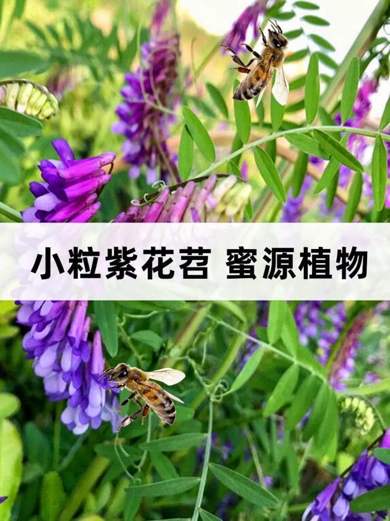 果园绿肥种子光叶紫花苕长柔毛野豌豆毛苕子养蜂蜜源植物厂家