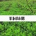 果园绿肥种子光叶紫花苕长柔毛野豌豆毛苕子养蜂蜜源植物厂家
