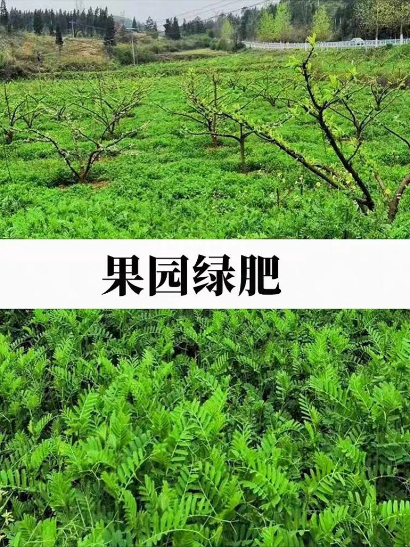 果园绿肥种子光叶紫花苕长柔毛野豌豆毛苕子养蜂蜜源植物厂家