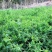 果园绿肥种子光叶紫花苕长柔毛野豌豆毛苕子养蜂蜜源植物厂家