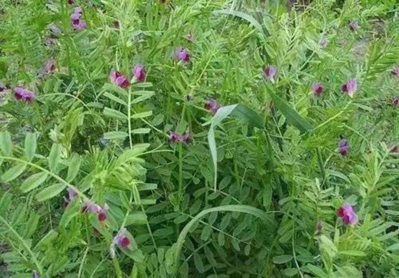 果园绿肥种子光叶紫花苕长柔毛野豌豆毛苕子养蜂蜜源植物厂家