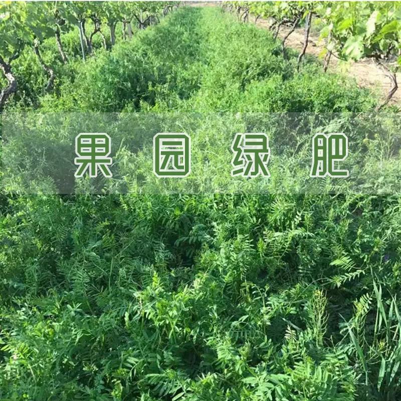 果园绿肥种子光叶紫花苕长柔毛野豌豆毛苕子养蜂蜜源植物厂家