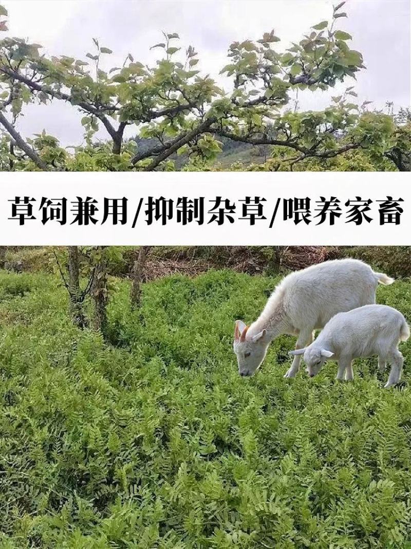 果园绿肥种子光叶紫花苕长柔毛野豌豆毛苕子养蜂蜜源植物厂家