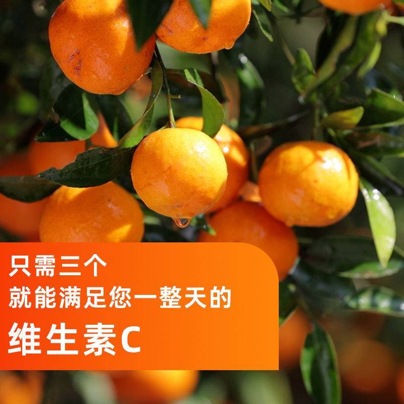 现摘雪杉蜜橘超甜薄皮桔子孕妇柑桔新鲜橘子当季水果10斤