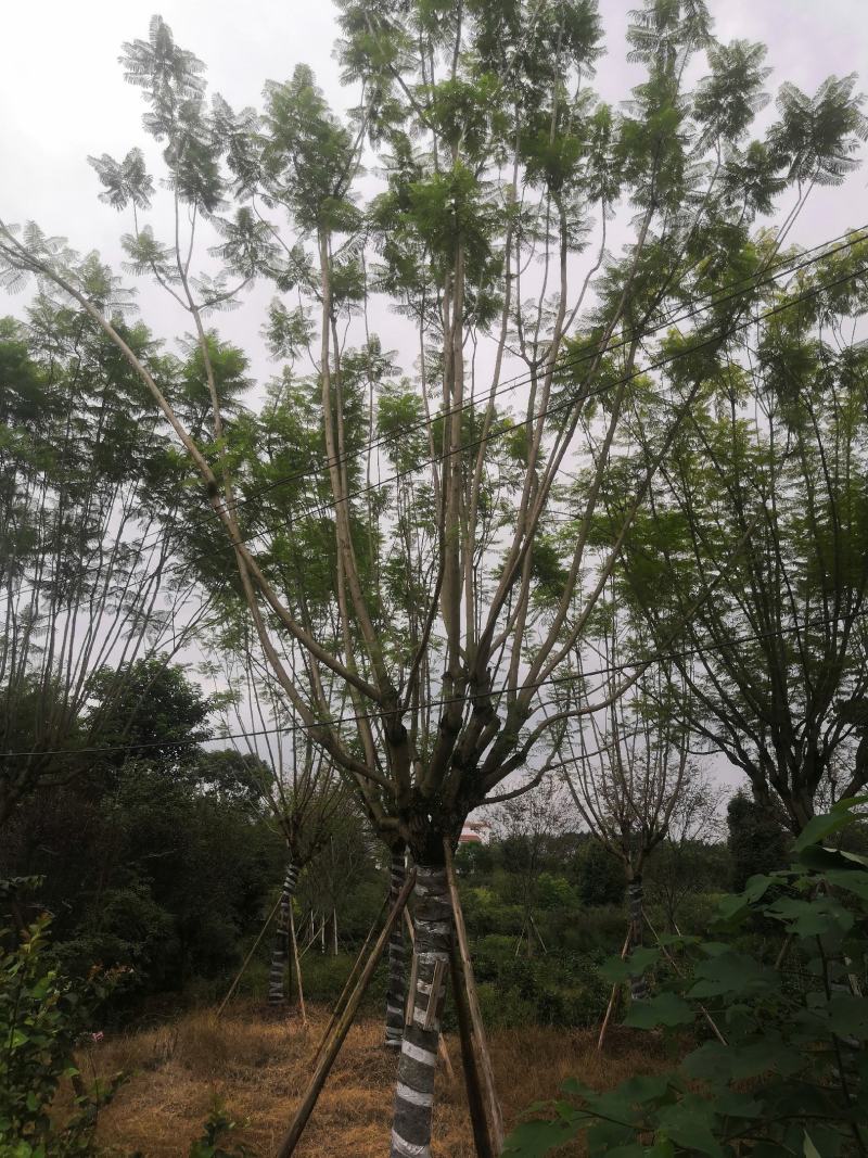 蓝花楹