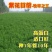 紫花苜蓿种子猪牛羊兔鱼饲料鸡鸭鹅多年生四季南方北方牧