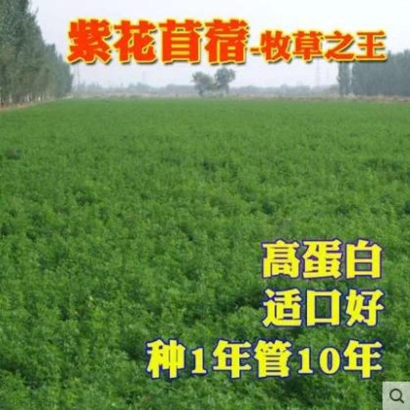 紫花苜蓿种子猪牛羊兔鱼饲料鸡鸭鹅多年生四季南方北方牧