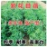 紫花苜蓿种子猪牛羊兔鱼饲料鸡鸭鹅多年生四季南方北方牧
