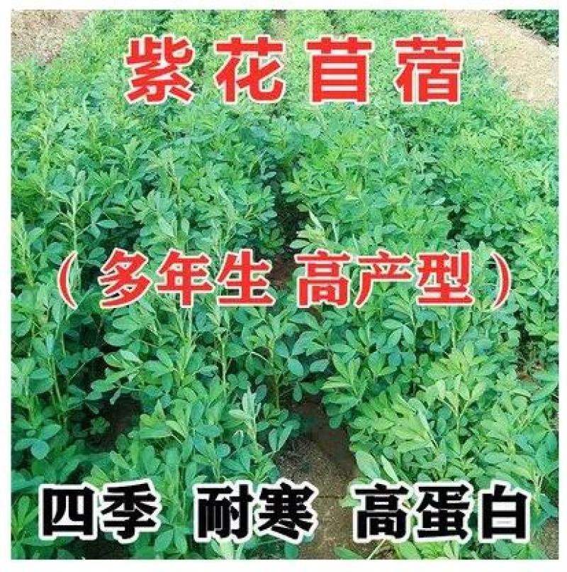 紫花苜蓿种子猪牛羊兔鱼饲料鸡鸭鹅多年生四季南方北方牧