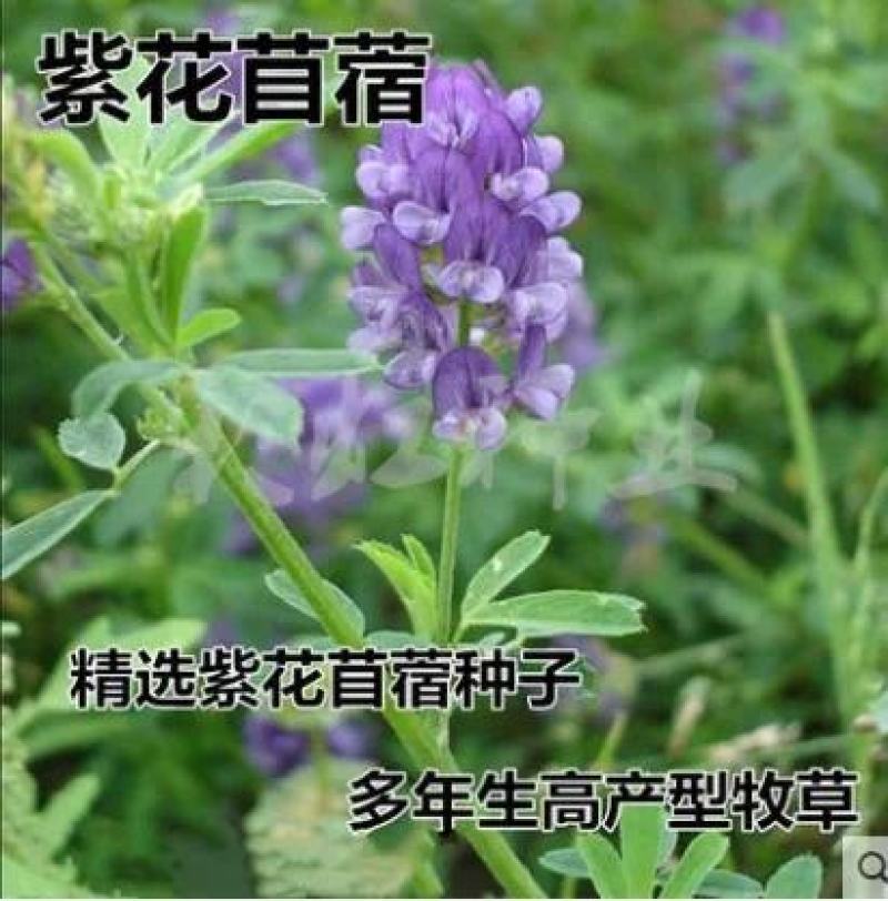 紫花苜蓿种子猪牛羊兔鱼饲料鸡鸭鹅多年生四季南方北方牧