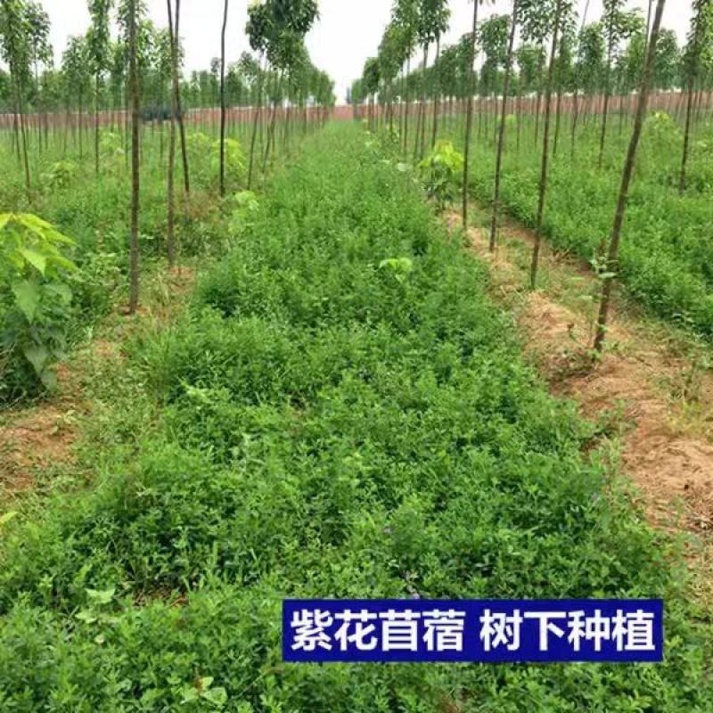 紫花苜蓿种子猪牛羊兔鱼饲料鸡鸭鹅多年生四季南方北方牧