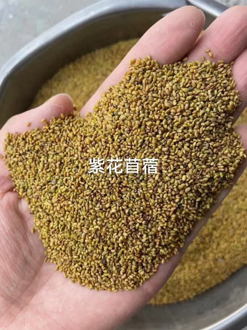 紫花苜蓿种子猪牛羊兔鱼饲料鸡鸭鹅多年生四季南方北方牧