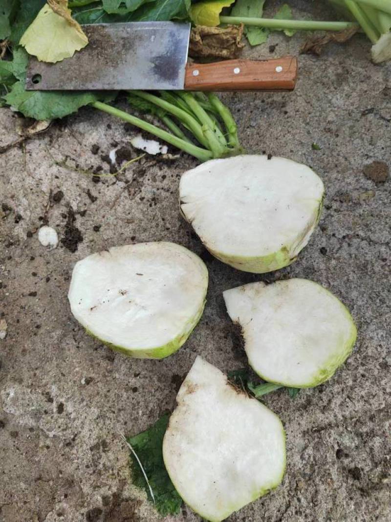 芥菜大量上市，有老芥菜，苹果芥菜，质量好，价格低，代发全