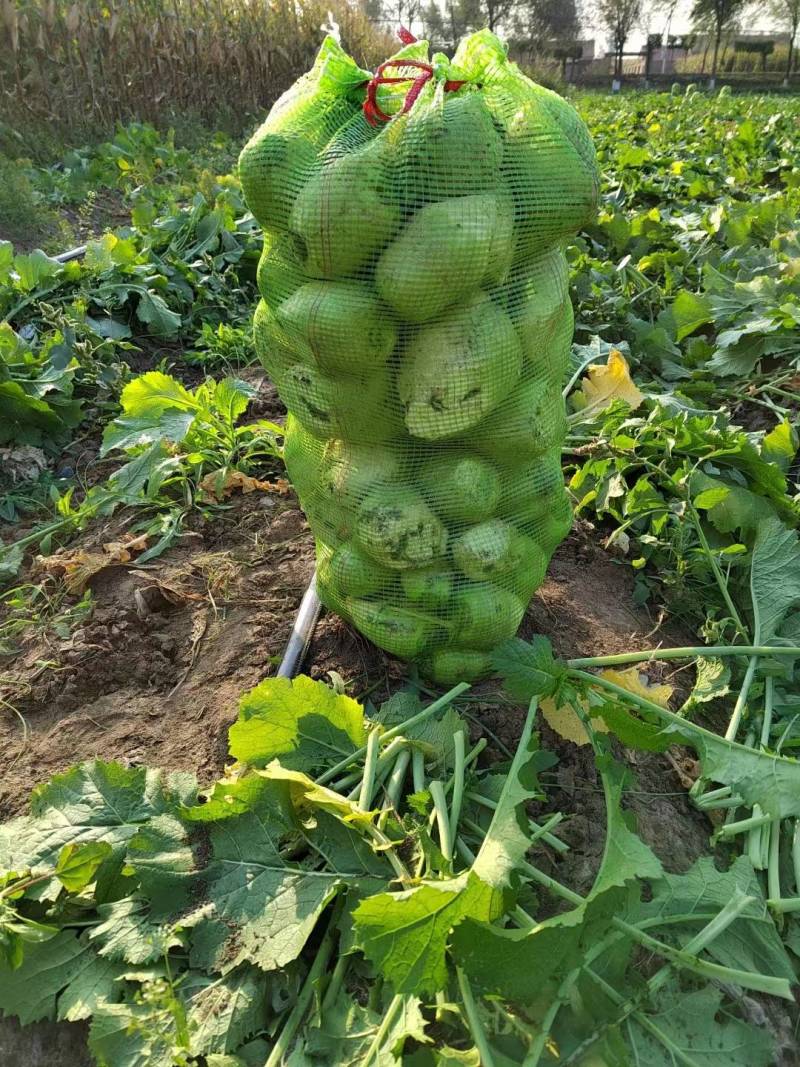 芥菜大量上市，有老芥菜，苹果芥菜，质量好，价格低，代发全