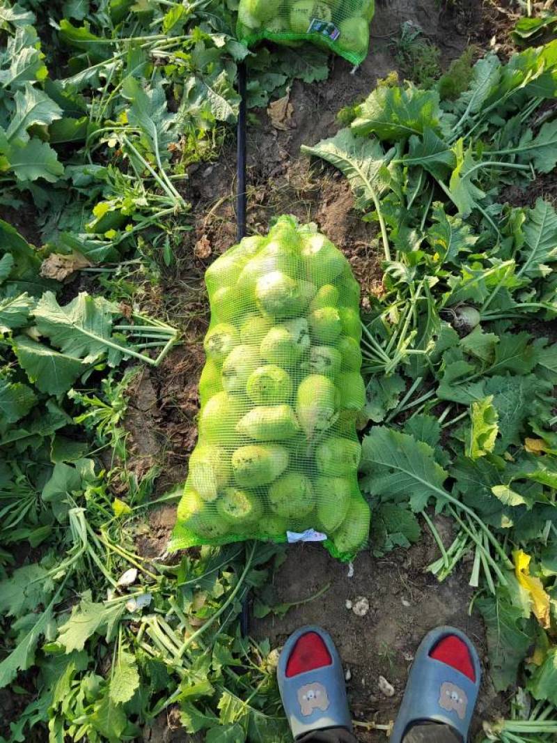 芥菜大量上市，有老芥菜，苹果芥菜，质量好，价格低，代发全