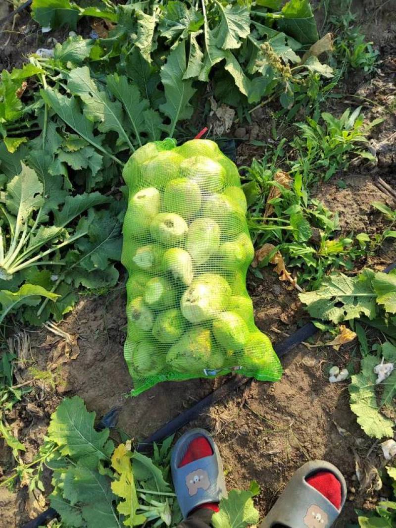芥菜大量上市，有老芥菜，苹果芥菜，质量好，价格低，代发全