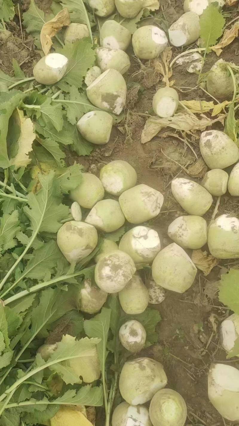 芥菜大量上市，有老芥菜，苹果芥菜，质量好，价格低，代发全