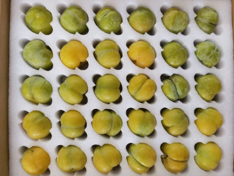 贵州蜂糖李苗，和果子