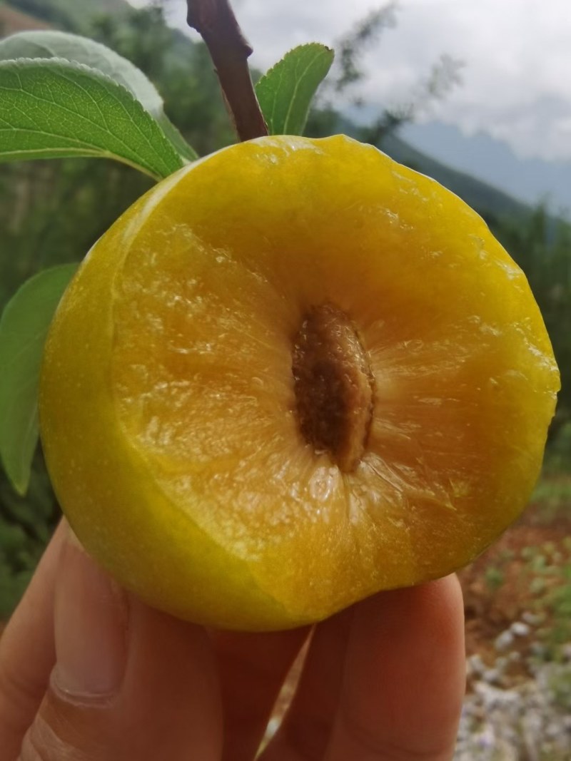 贵州蜂糖李苗，和果子
