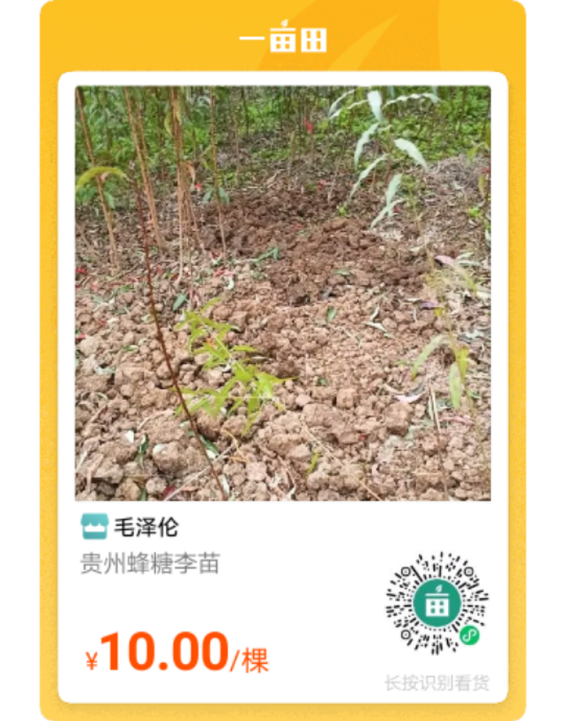 贵州蜂糖李苗，和果子