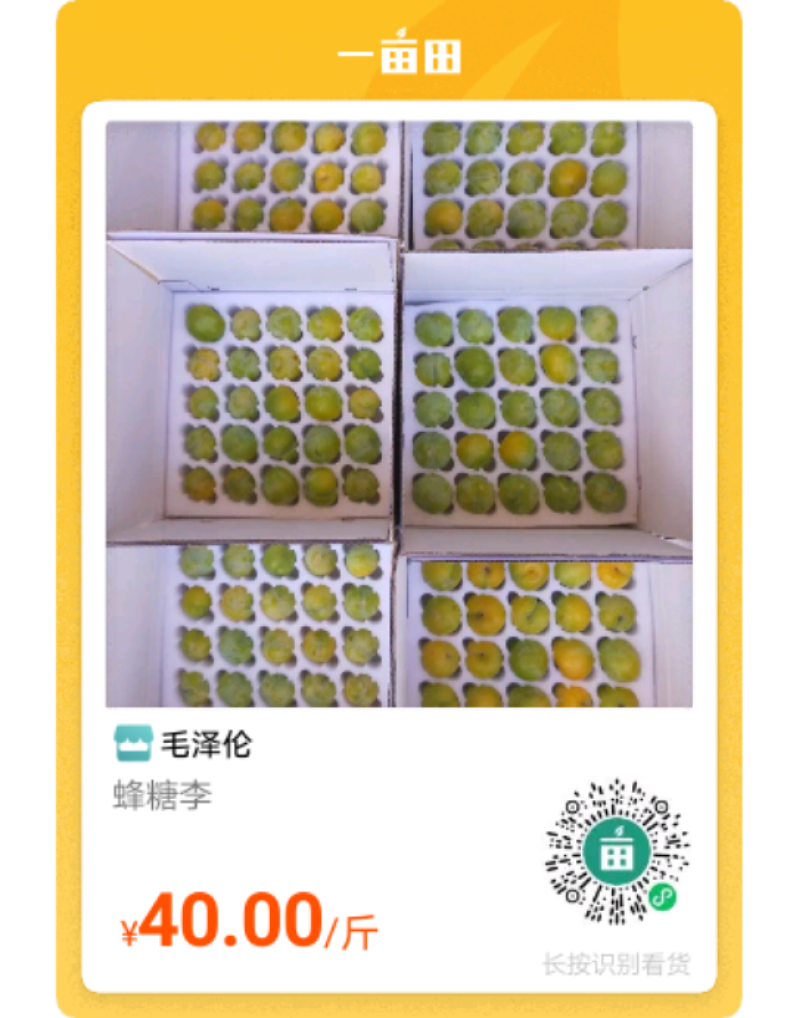 贵州蜂糖李苗，和果子