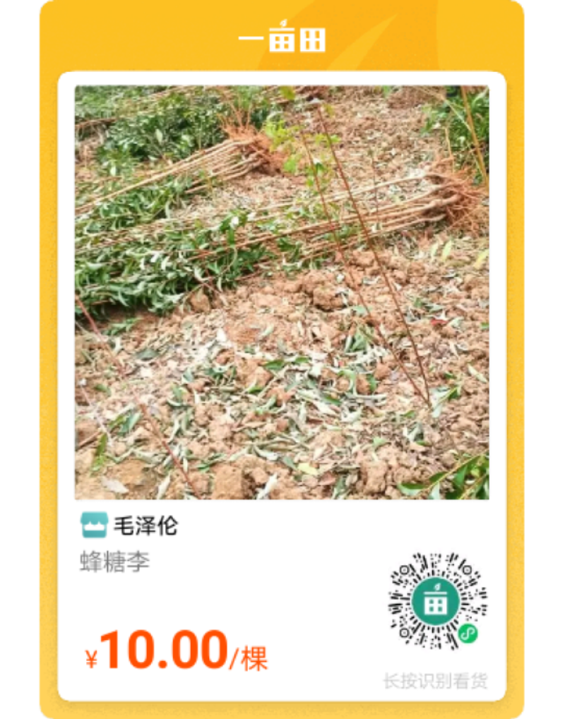 贵州蜂糖李苗，和果子