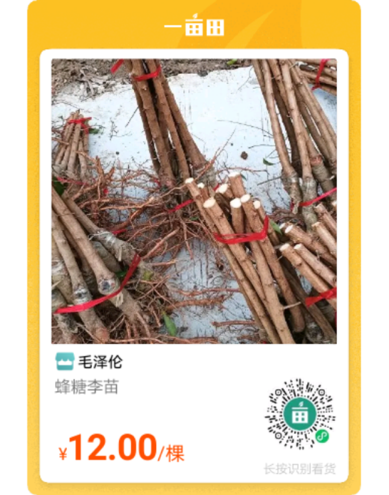 贵州蜂糖李苗，和果子