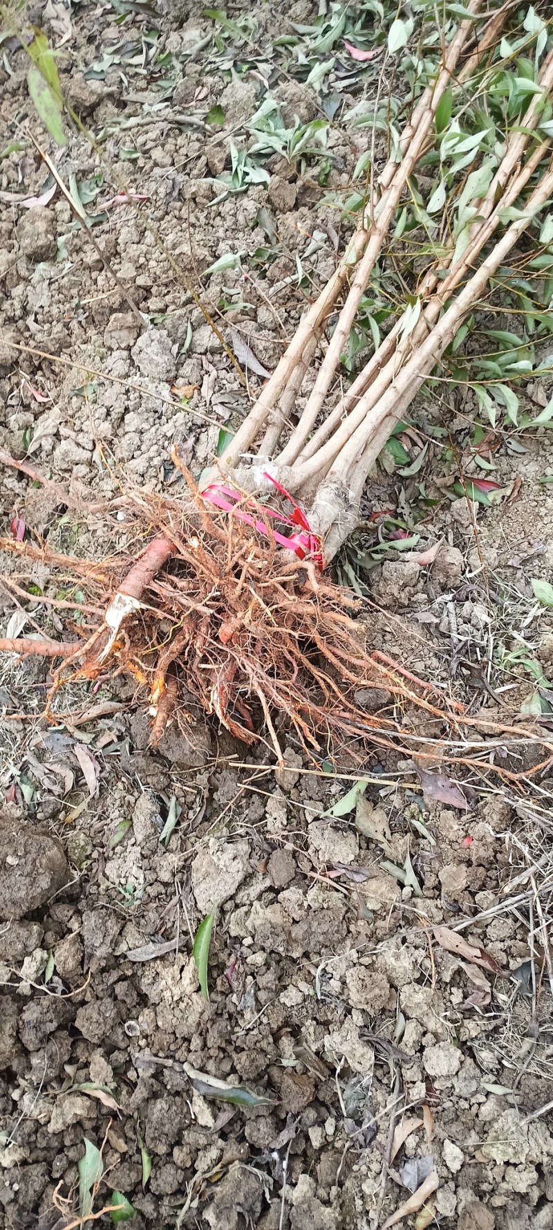 贵州蜂糖李苗，和果子