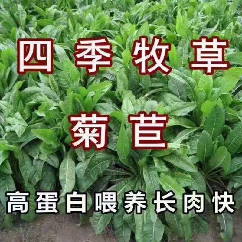耐寒大叶菊苣草种籽多年生牧草种子养殖四季牛羊鸭鹅兔猪草种