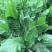 耐寒大叶菊苣草种籽多年生牧草种子养殖四季牛羊鸭鹅兔猪草种