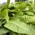 耐寒大叶菊苣草种籽多年生牧草种子养殖四季牛羊鸭鹅兔猪草种