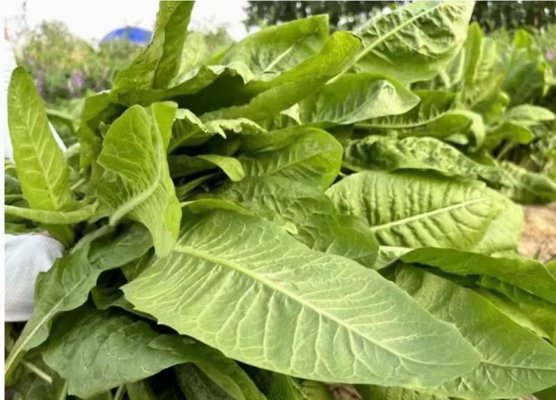 耐寒大叶菊苣草种籽多年生牧草种子养殖四季牛羊鸭鹅兔猪草种